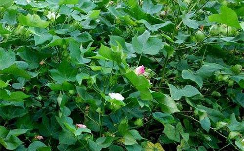 棉花使用效果